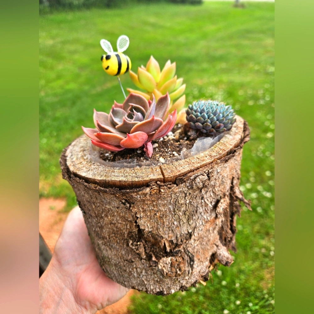 Planter. Succulents in wood
